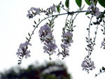 DSCF0224