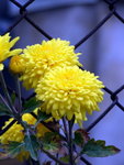 DSCF0342