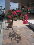 DSCF3477