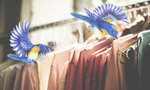 Birds are preparing the Fashion for the girl