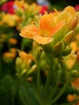 DSC00606