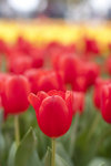 _MG_0660