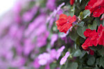 _MG_0681