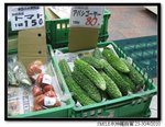 22 - 出名的 苦瓜