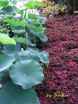 紅綠交鋒