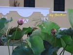 繁盛與凋零