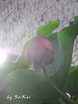 晨曦