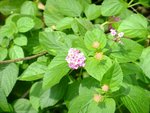 DSCF0338