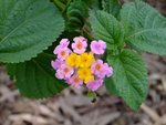 DSCF0379