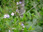 DSCF1564