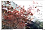 照片 108