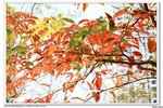 照片 110