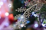 IMG_2421