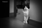 DSC6332sbw