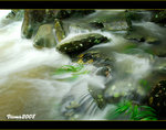 DS4_0486s
