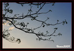 DS8_6264s