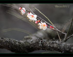 D3C_9871s