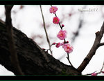 D3C_9951s