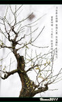 D3C_9988s