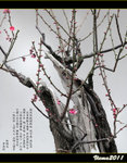 D3D_0012s
