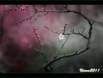 D3D_0240s