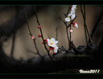 D3D_0243s