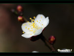 D3D_0326s
