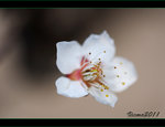 D3D_0339s