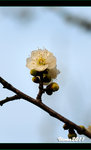 D3D_0393s