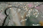 D3D_0446s