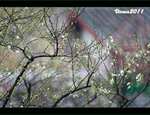 D3D_0452s