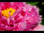 IMG_4806