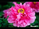 IMG_4807