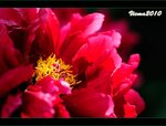 IMG_4808