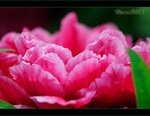 IMG_4809