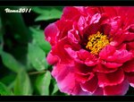 IMG_4810