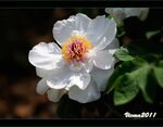 IMG_4812