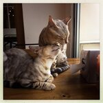 hipstaprint_36023240301_o