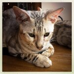 hipstaprint_36023243111_o