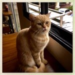 hipstaprint_36116603446_o