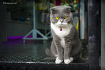 cat-princess_27482285382_o