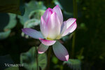 lotus_27365277804_o
