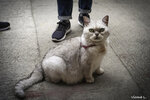 cat_26895341087_o