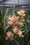 orchid_16264158143_o