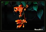 IMG_4915