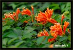 IMG_4917