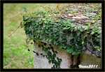 IMG_4918