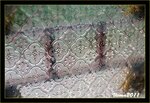 IMG_4934