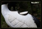 IMG_4952