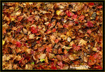 DS2_3356s